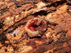 Arthurdendyus testaceus