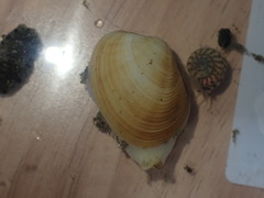 Venerupis largillierti