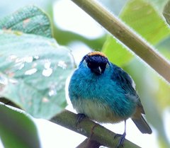 Chalcothraupis ruficervix