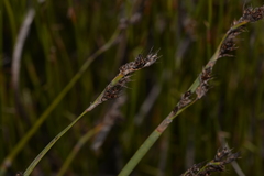 Eurychorda complanata