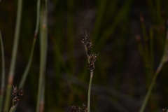 Eurychorda complanata