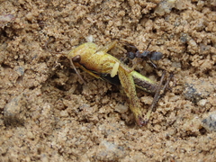 Megaulacobothrus aethalinus