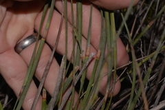 Eurychorda complanata