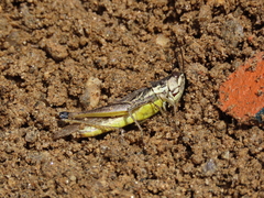 Podisma aberrans