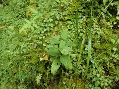 Scrophularia duplicatoserrata