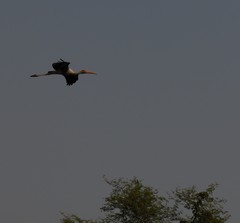 Mycteria leucocephala