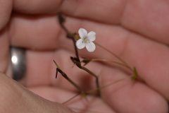 Mitrasacme polymorpha