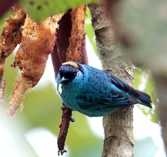 Chalcothraupis ruficervix