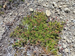 Bryanthus gmelinii