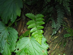 Diplazium viridissimum