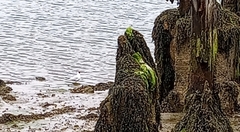 Chroicocephalus ridibundus