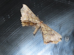 Proteostrenia falcicula