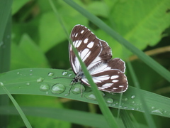 Melanargia epimede