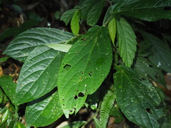 Paraphlomis javanica