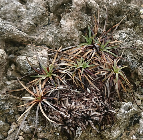Fimbristylis cymosa
