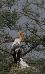 Mycteria leucocephala