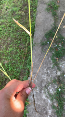 Bromus arvensis