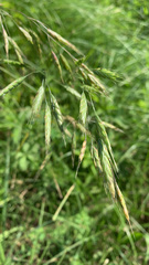 Bromus arvensis