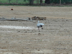 Cereopsis novaehollandiae