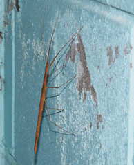 Sipyloidea caeca