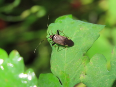 Adelphocoris triannulatus