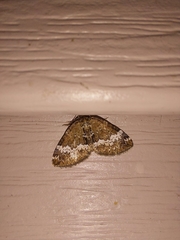 Perizoma alchemillata