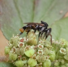 Tetragonula