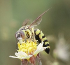 Bembix