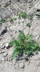 Pulsatilla ambigua