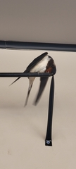 Hirundo rustica