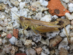 Chorthippus hammarstroemi