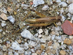 Chorthippus hammarstroemi