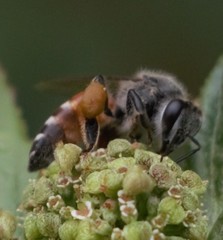 Apis florea