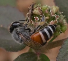 Apis florea