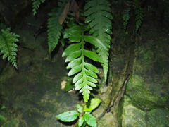 Asplenium wrightii