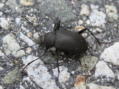 Plesiophthalmus davidis