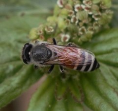 Apis florea