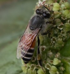 Apis florea