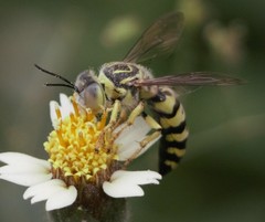 Bembix