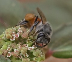 Apis florea