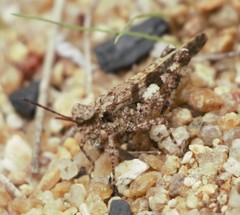 Trilophidia annulata