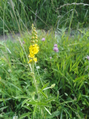 Agrimonia pilosa