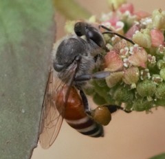 Apis florea