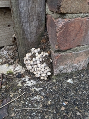 Fungi