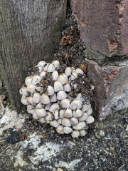 Fungi