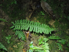 Hymenasplenium cheilosorum
