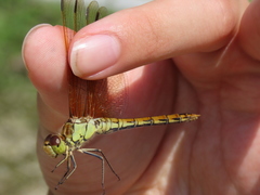 Sympetrum striolatum imitoides