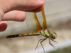 Sympetrum striolatum imitoides