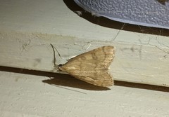 Udea fulvalis