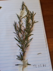 Cliffortia strobilifera